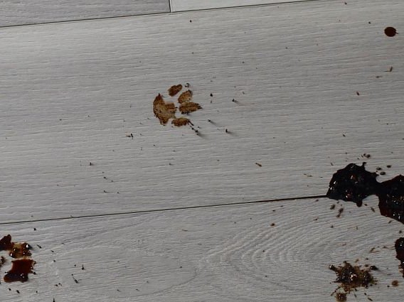 muddy paw prints on patio